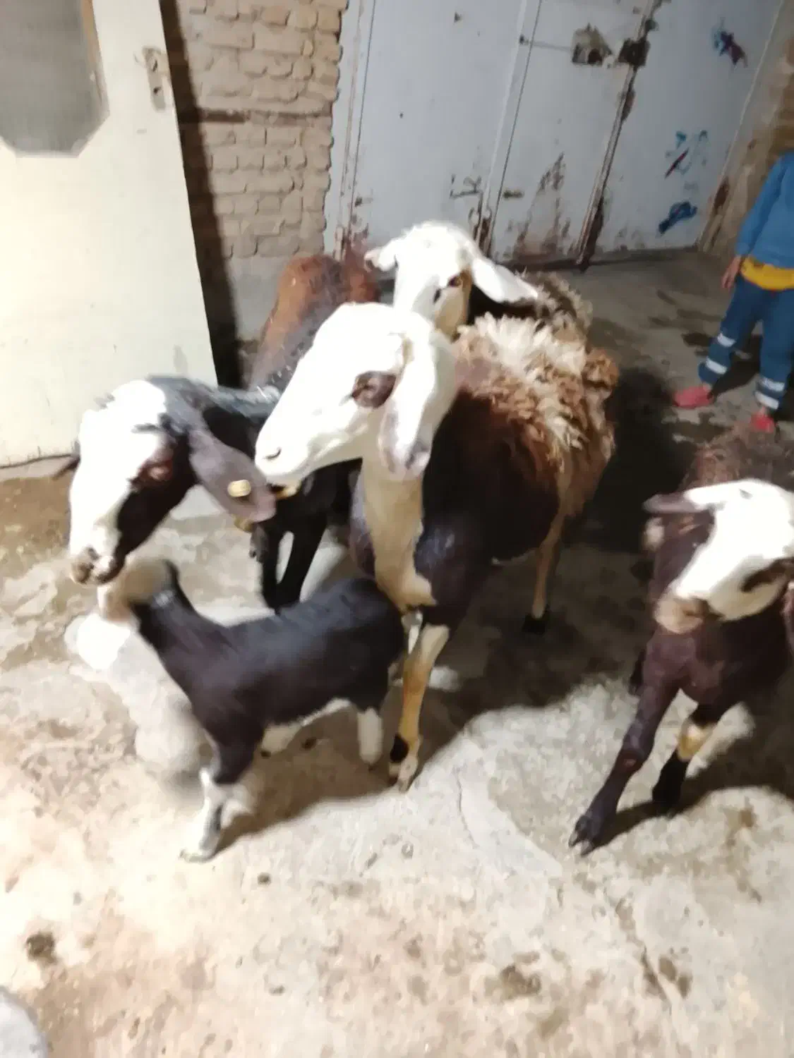 پنج عدد میش|حیوانات مزرعه|شیروان (لرستان), |دیوار