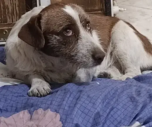 سگ گمشده|حیوانات|تهران, بهجتآباد|دیوار