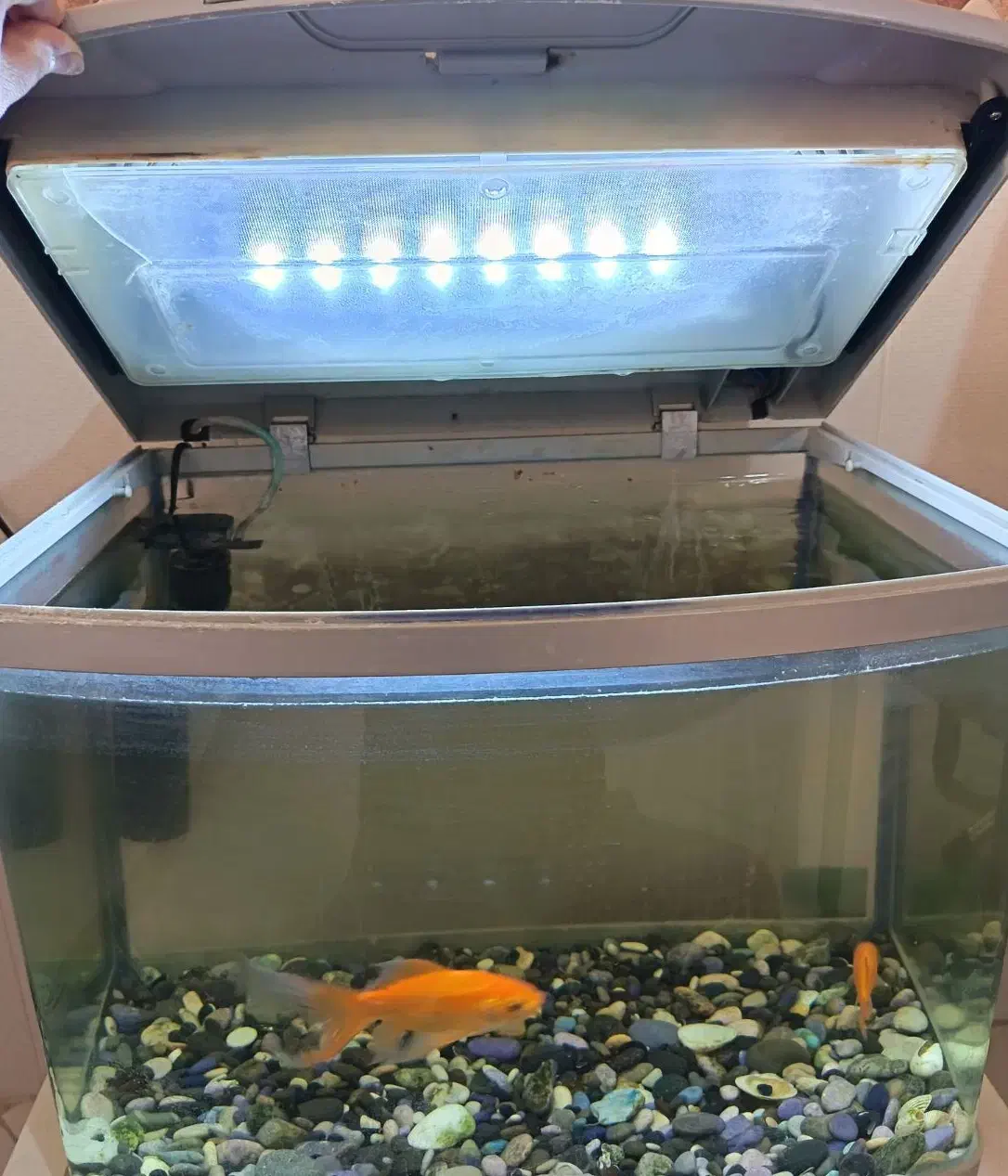 آکواریوم شیشه خم|ماهی|بیرجند, |دیوار