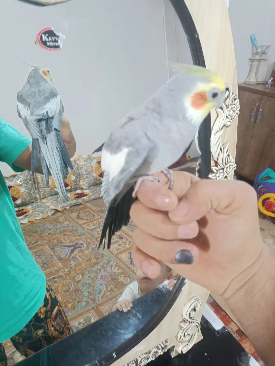 عروس دستی نر معاوضه با نر وحشی برای جفت|پرنده|شریفآباد, |دیوار