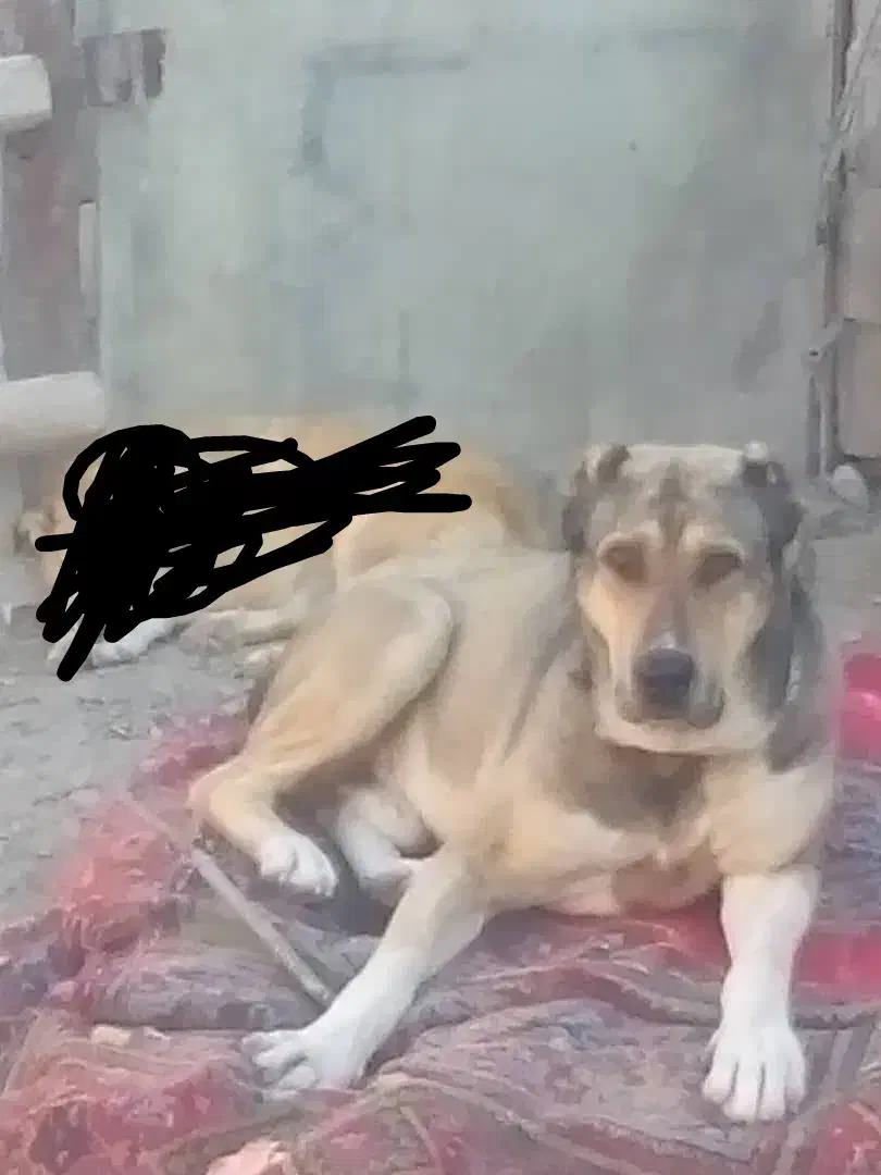 سگ نژاد دار|سگ|مشهد, طبرسی شمالی|دیوار