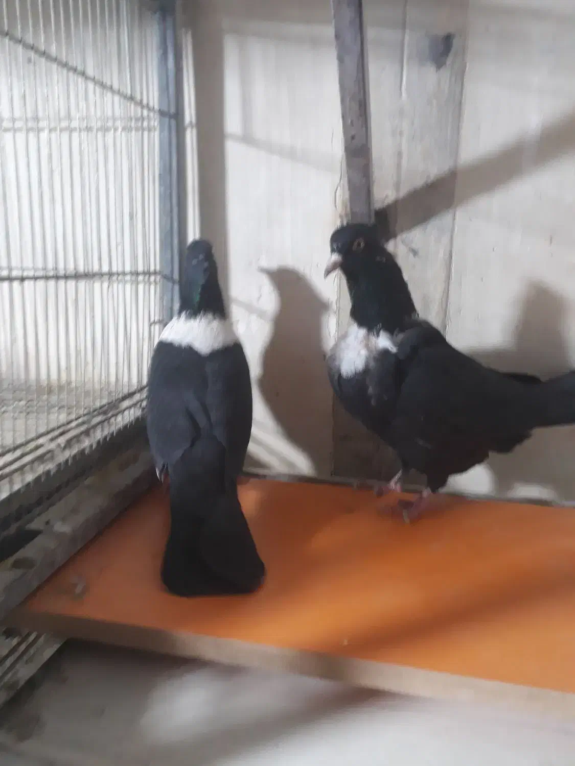 نواری|پرنده|مشهد, رضاییه|دیوار