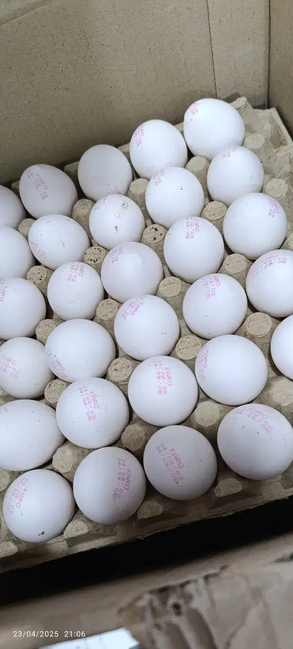 نیازمند به یک بازاریاب و توزیع پخش تخم مرغ|استخدام بازاریابی و فروش|سعدآباد, |دیوار