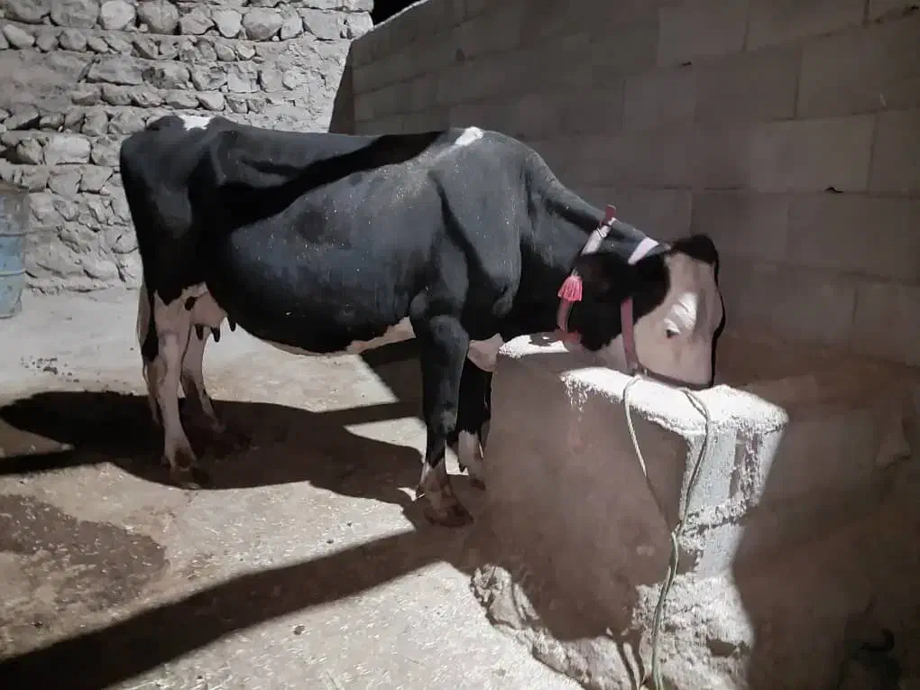 گاو سمینتال درجه یک گوشتی و شیری|حیوانات مزرعه|لردگان, |دیوار