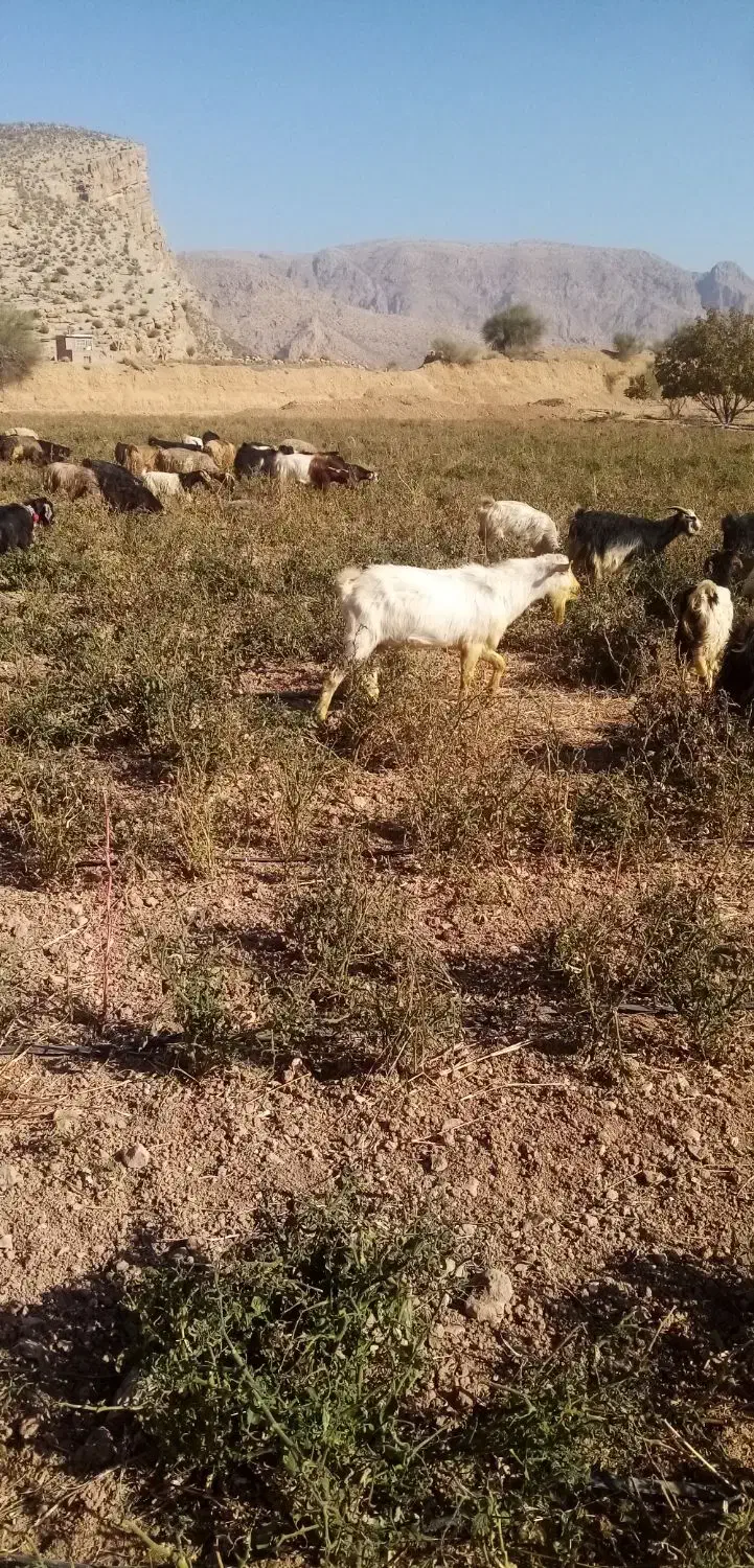 نر بز سانن|حیوانات مزرعه|مرودشت, بیست متری بیمارستان|دیوار