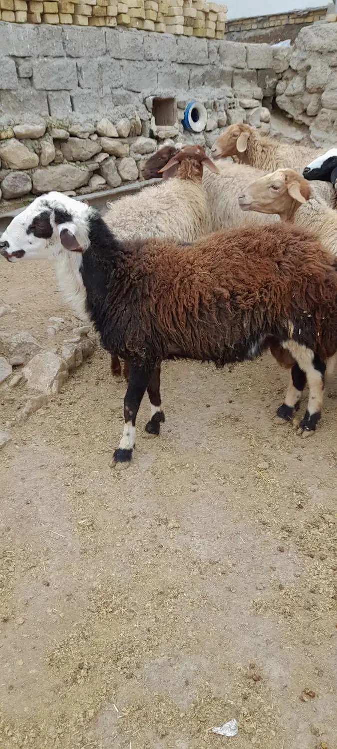 قوچ شیشک|حیوانات مزرعه|شاهیوند, |دیوار