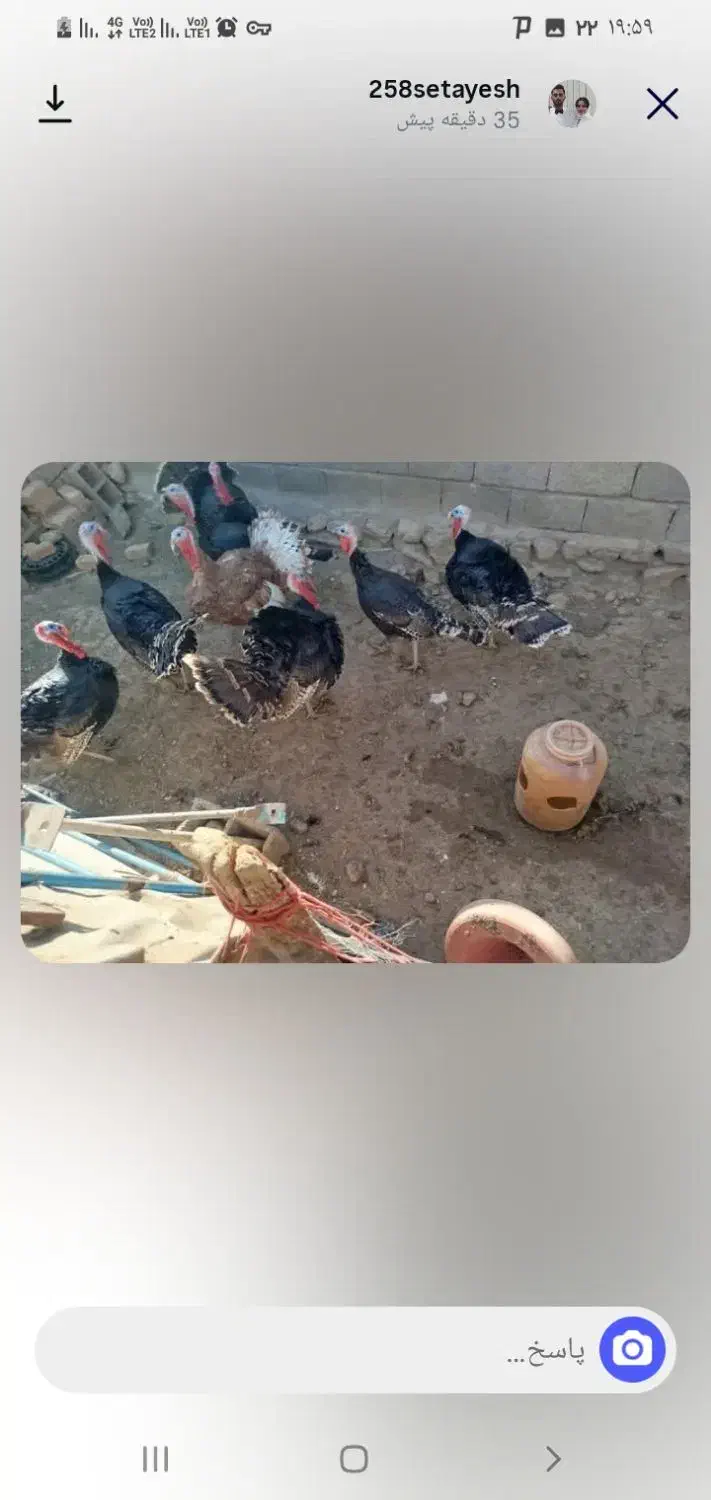 بوقلمون نر خانگی|حیوانات مزرعه|تویسرکان, |دیوار