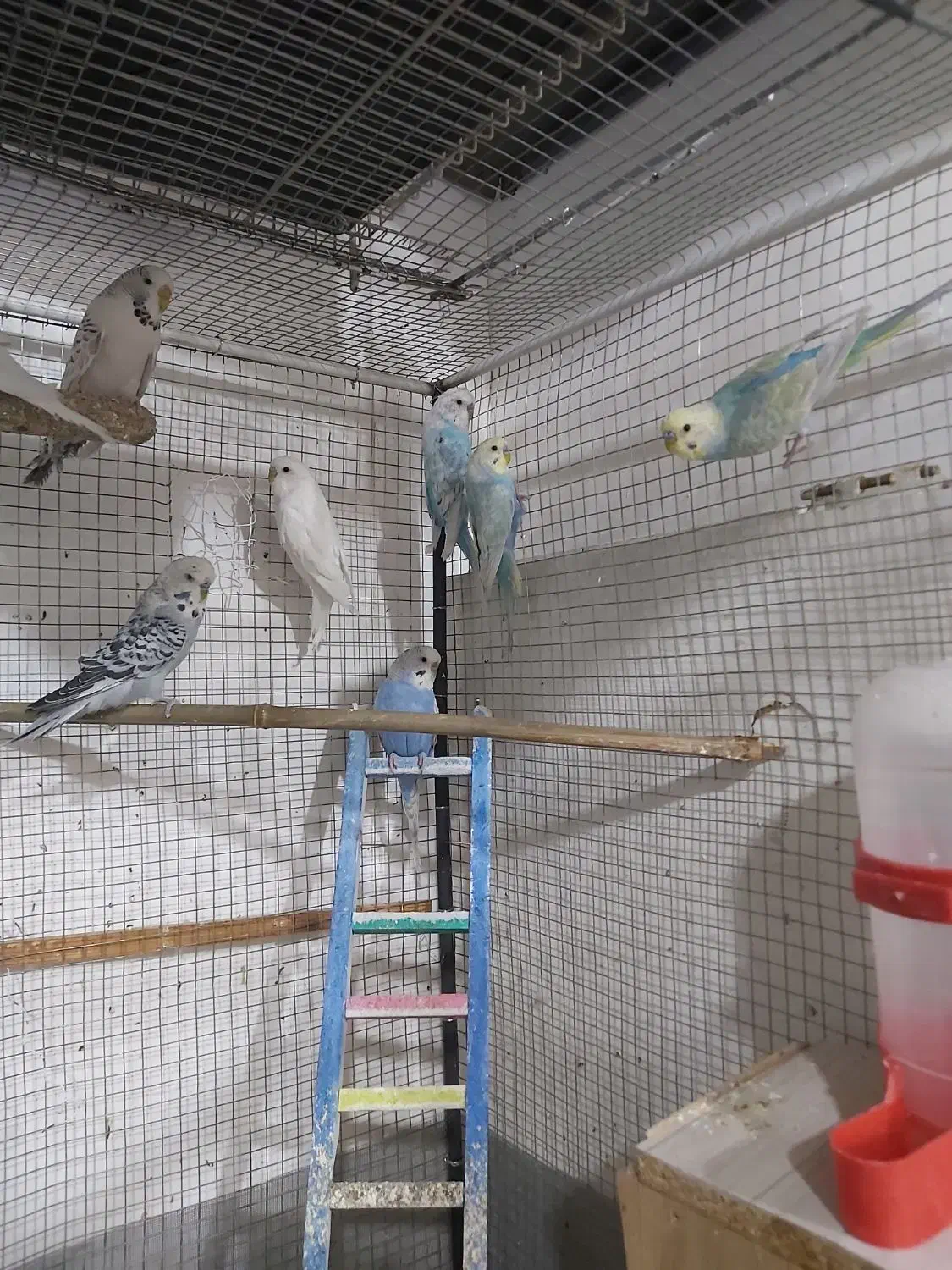 مرغ عشق|پرنده|مشهد, عیدگاه|دیوار