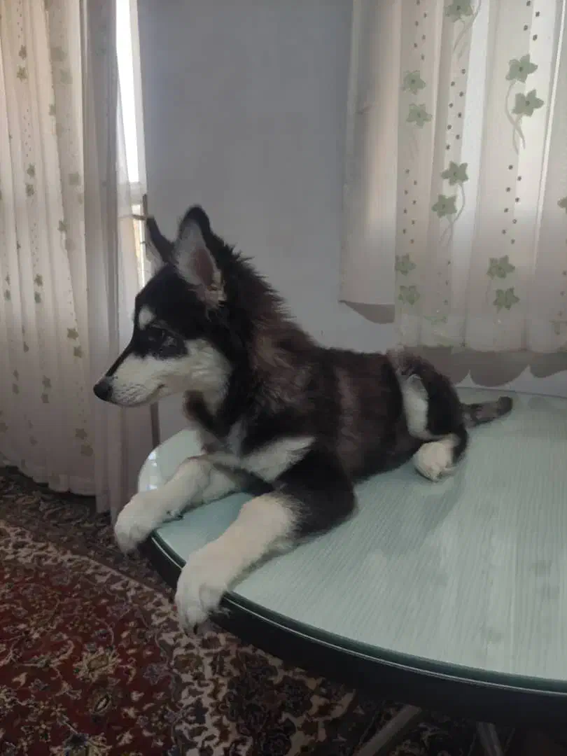 فروش توله سگ اصیل|سگ|شاهرود, |دیوار