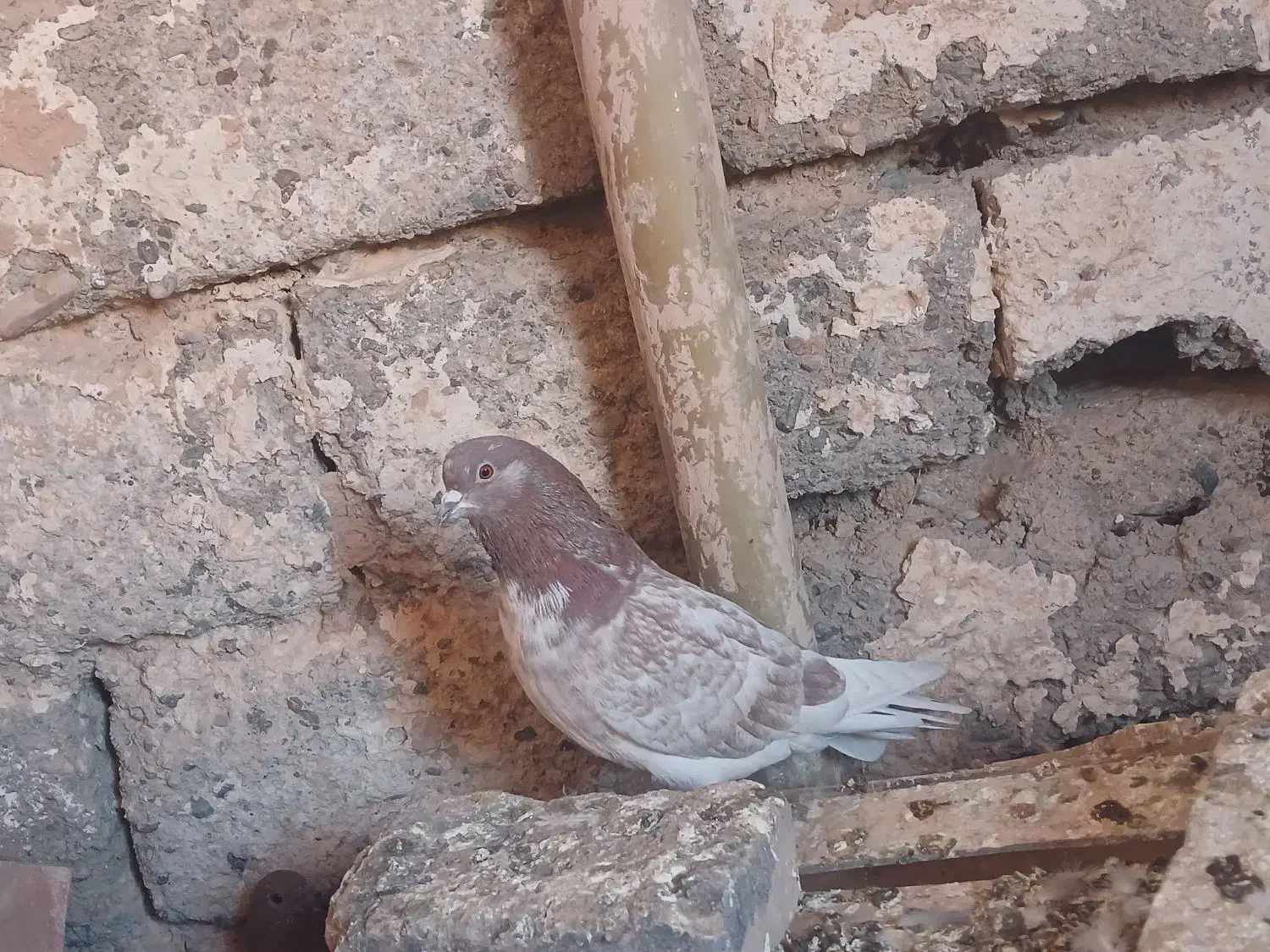 کفتر|پرنده|زید آباد, |دیوار