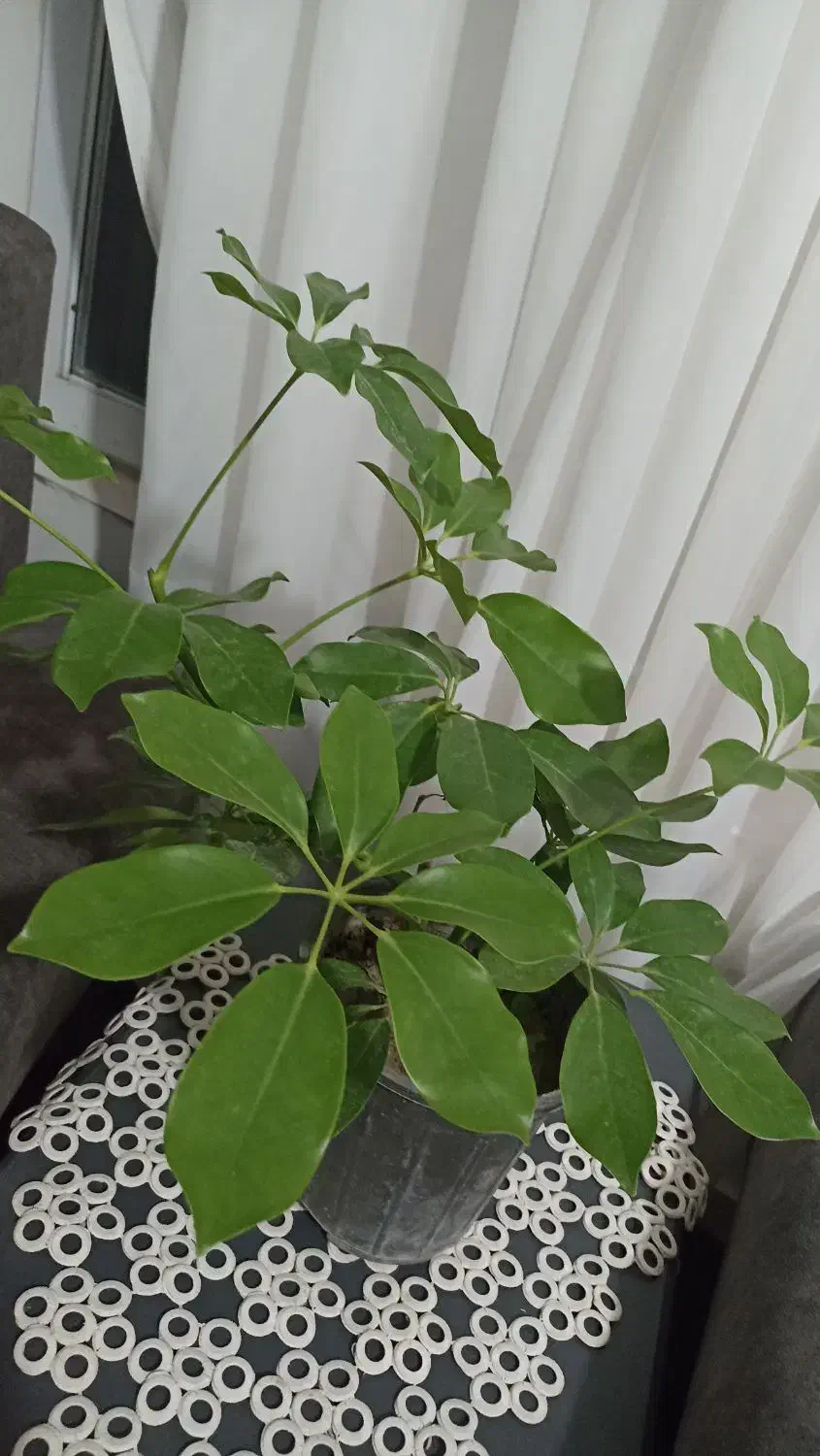 گل و گیاه|گل و گیاه طبیعی|تربت جام, شیخ احمد جامی|دیوار