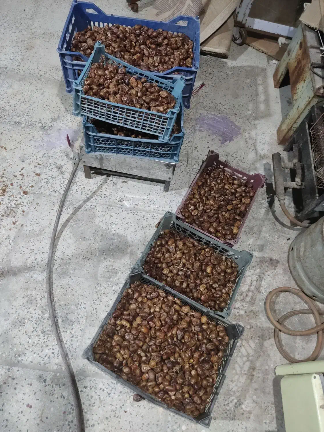 خرمای دام|لوازم جانبی حیوانات|شادگان, |دیوار