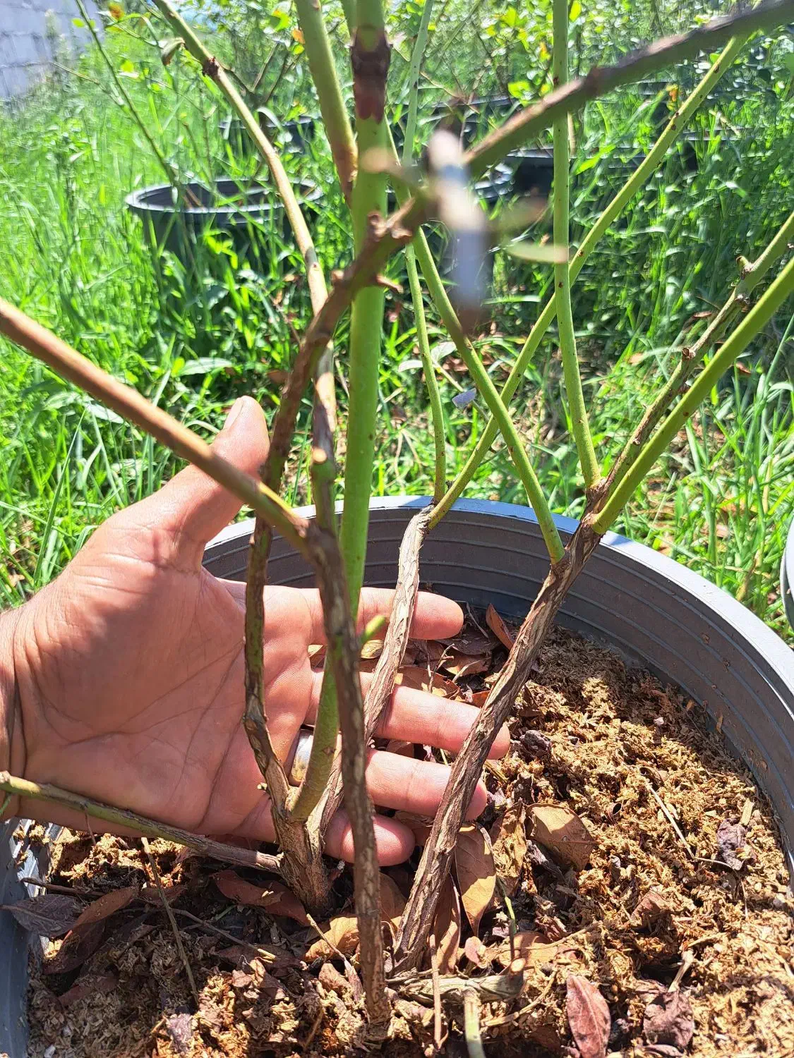 نهال بلوبری سایز بزرگ|گل و گیاه طبیعی|رشت, بوسار|دیوار