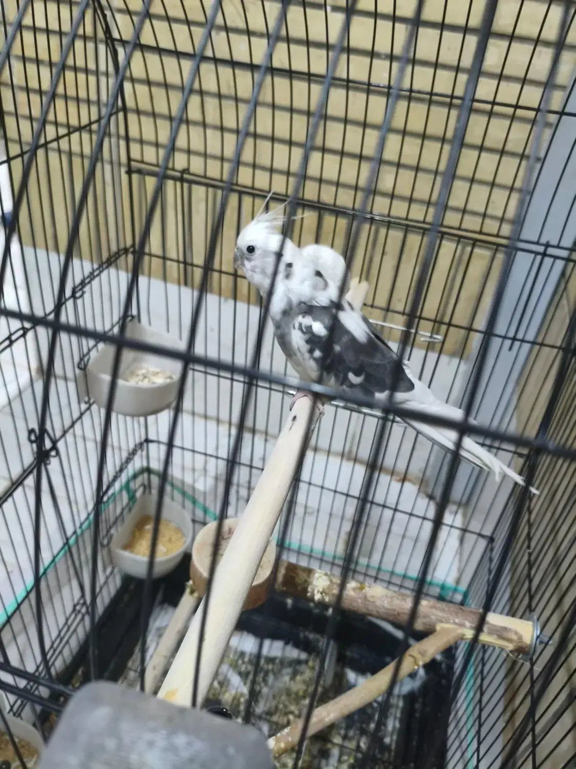 دو عدد عروسی هلندی نر و یک ماده|پرنده|شاهینشهر, حافظ شمالی|دیوار