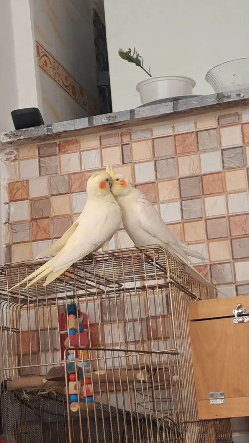 عروس هلندی سخنگو|پرنده|ری, شهرک نظامی|دیوار