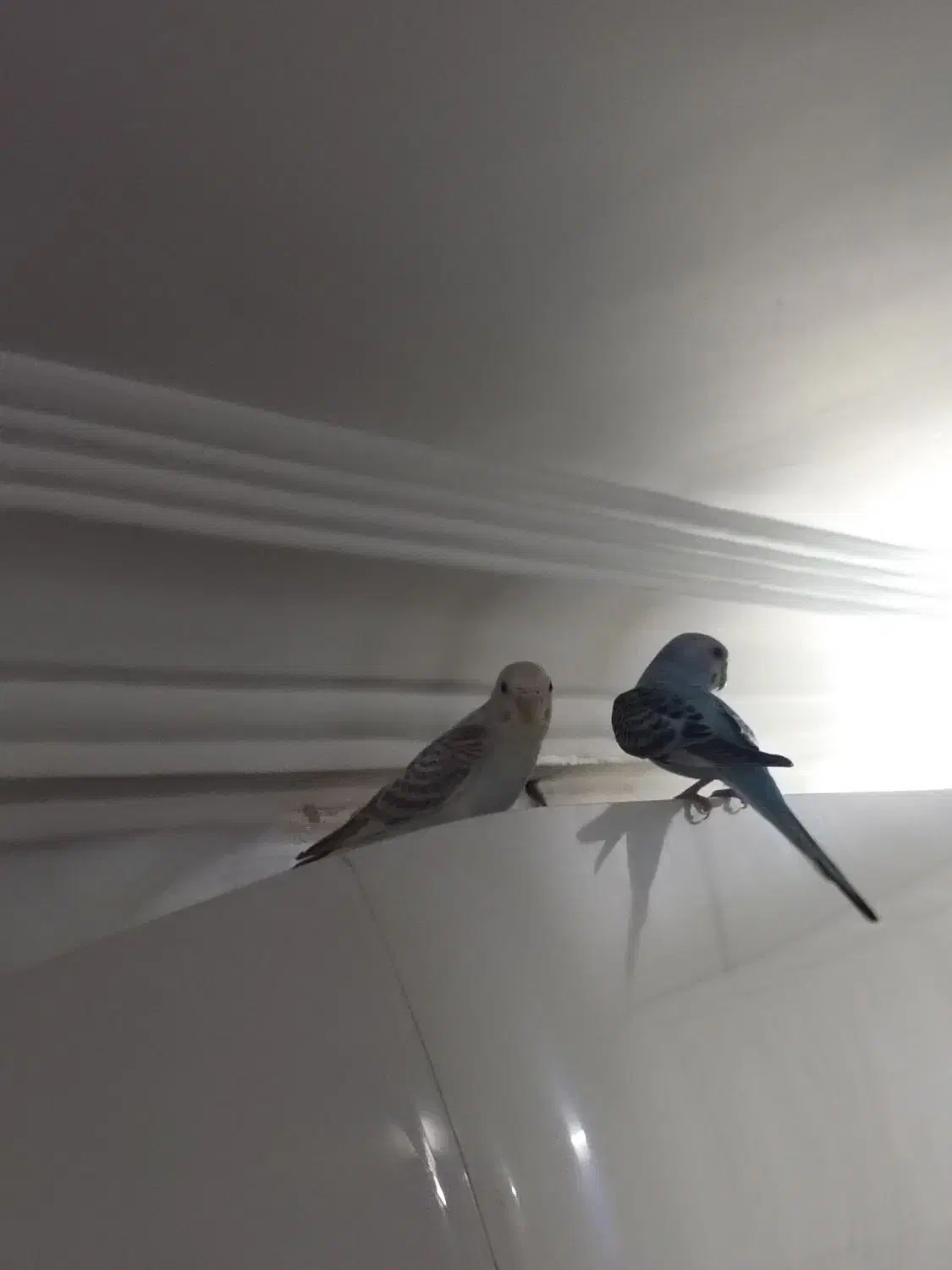 مرغ عشق|پرنده|مشهد, کارگران|دیوار