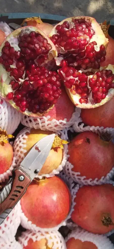 انار درجه یک تا ربی موجوده|خوردنی و آشامیدنی|مرودشت, ژیان|دیوار