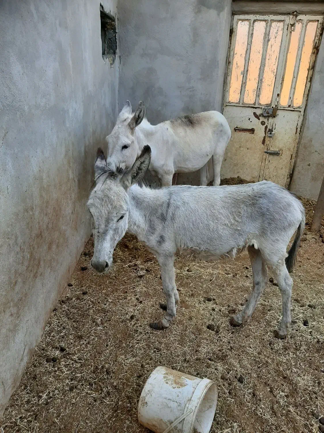 یک عدد خرگله ای جوان|حیوانات مزرعه|خمین, |دیوار