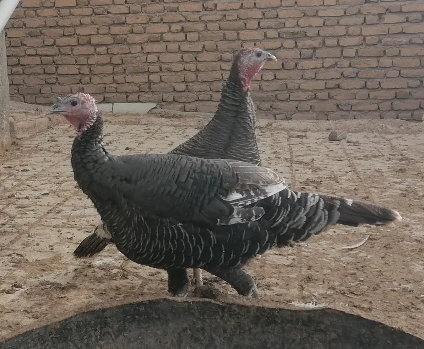 بغلمون ماده|حیوانات مزرعه|مشهد, شهید شهریاری|دیوار