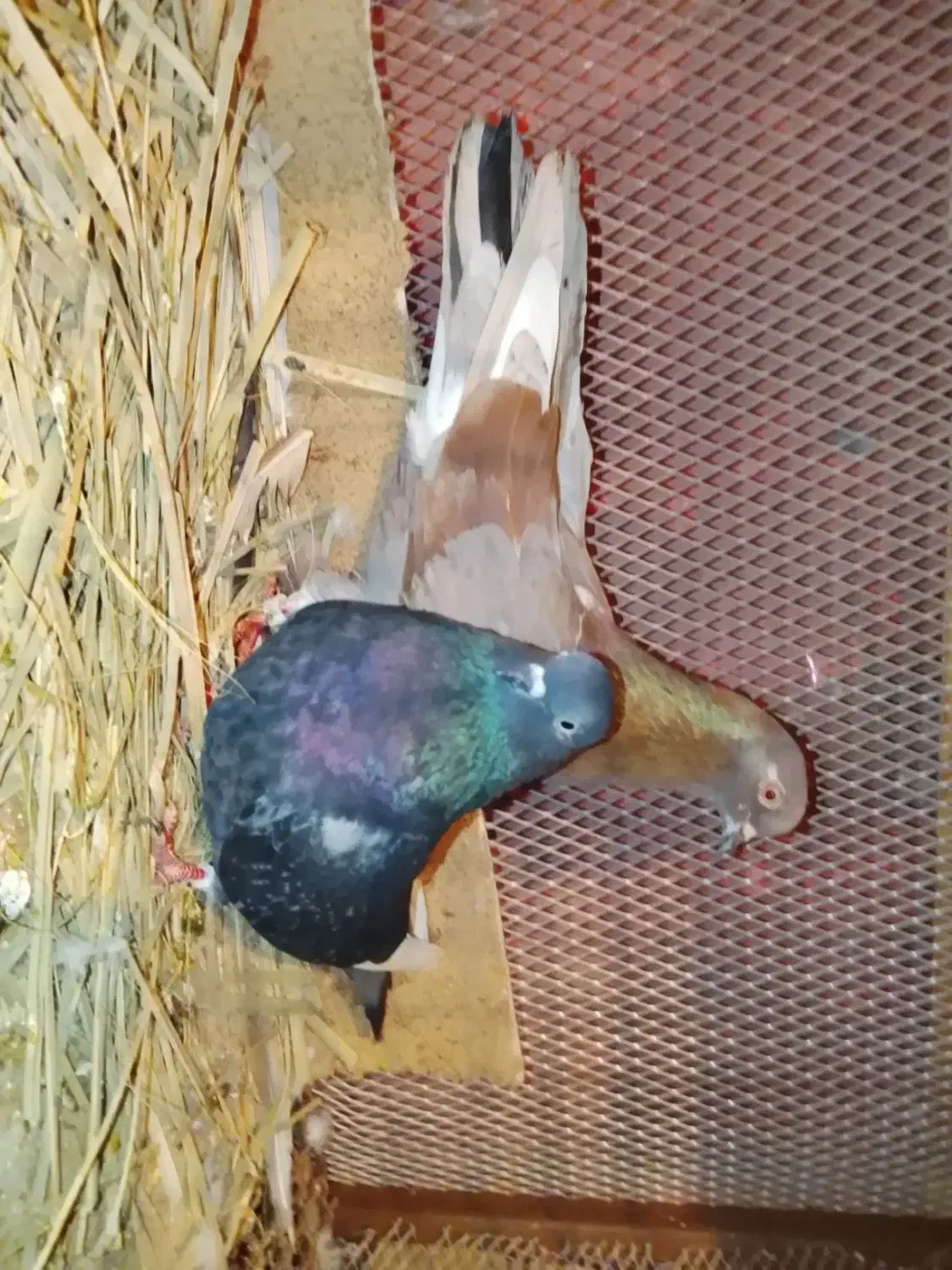 چندجفت سرخ و زرهی|پرنده|بابل, |دیوار