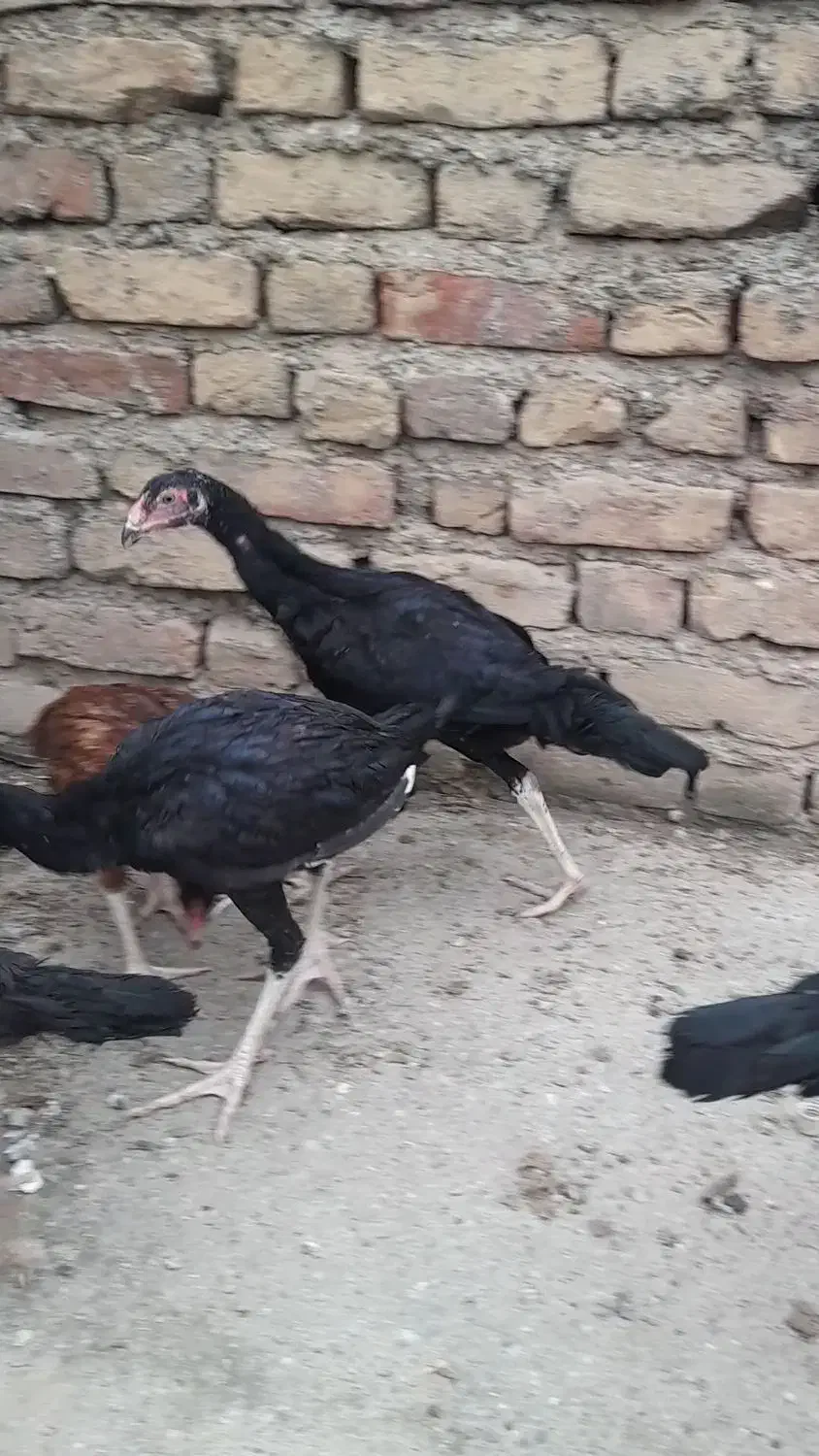جوجه لاری|حیوانات مزرعه|مینودشت, |دیوار