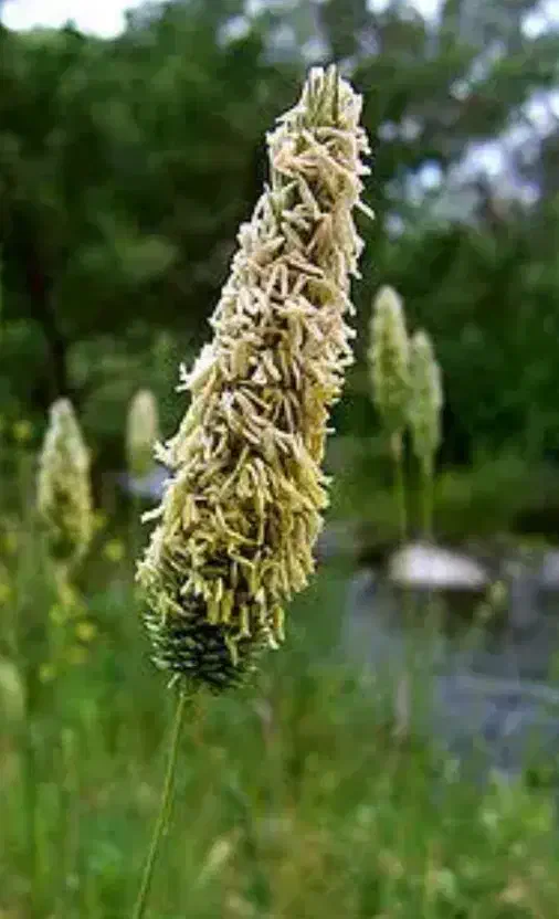 علف|گل و گیاه طبیعی|سارال, |دیوار