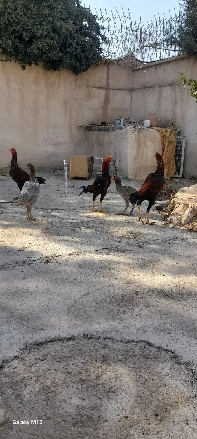 مرغ و خروس لاری|حیوانات مزرعه|ماهدشت, |دیوار