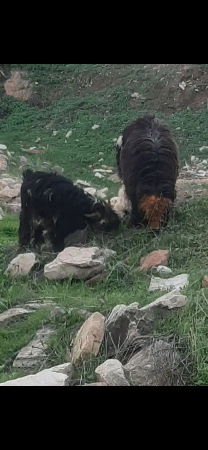 بره و بیگ|حیوانات مزرعه|مسجد سلیمان, |دیوار