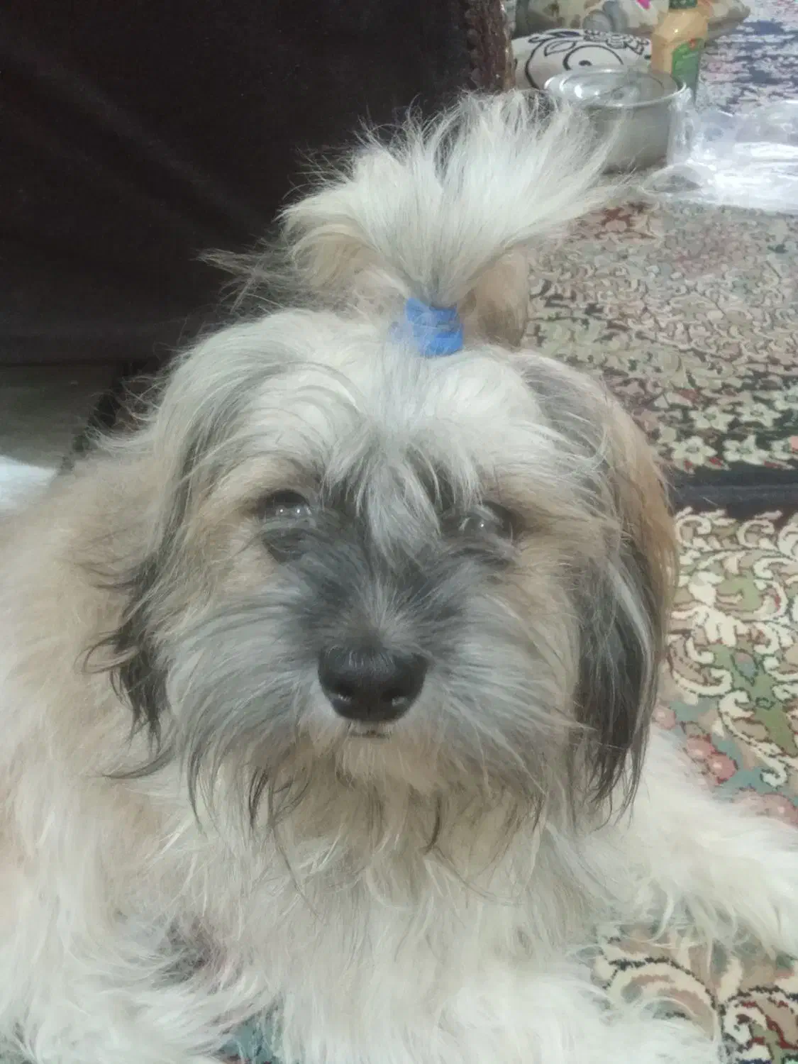 واگذاری سگ|سگ|قم, نیروگاه|دیوار