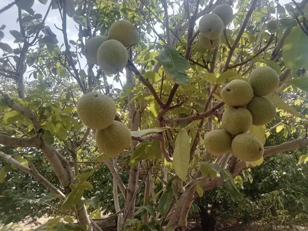 گردو|خوردنی و آشامیدنی|اهواز, زیتون کارگری|دیوار
