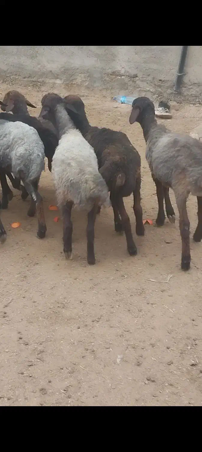 توقلی|حیوانات مزرعه|ساوه, |دیوار