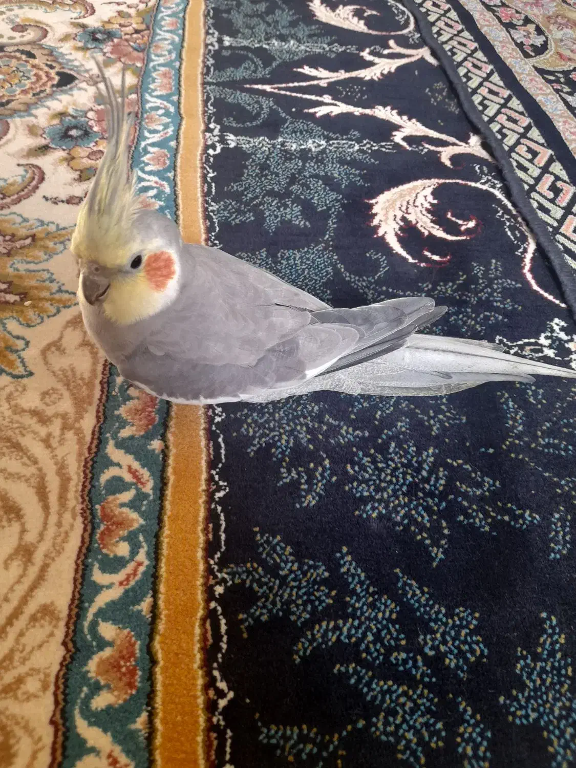 عروس هلندی|پرنده|علیآباد کتول, |دیوار