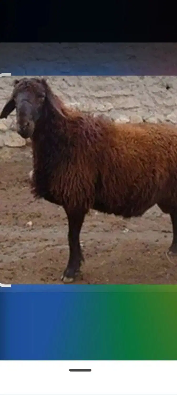 گم شده|حیوانات|کوهدشت, |دیوار