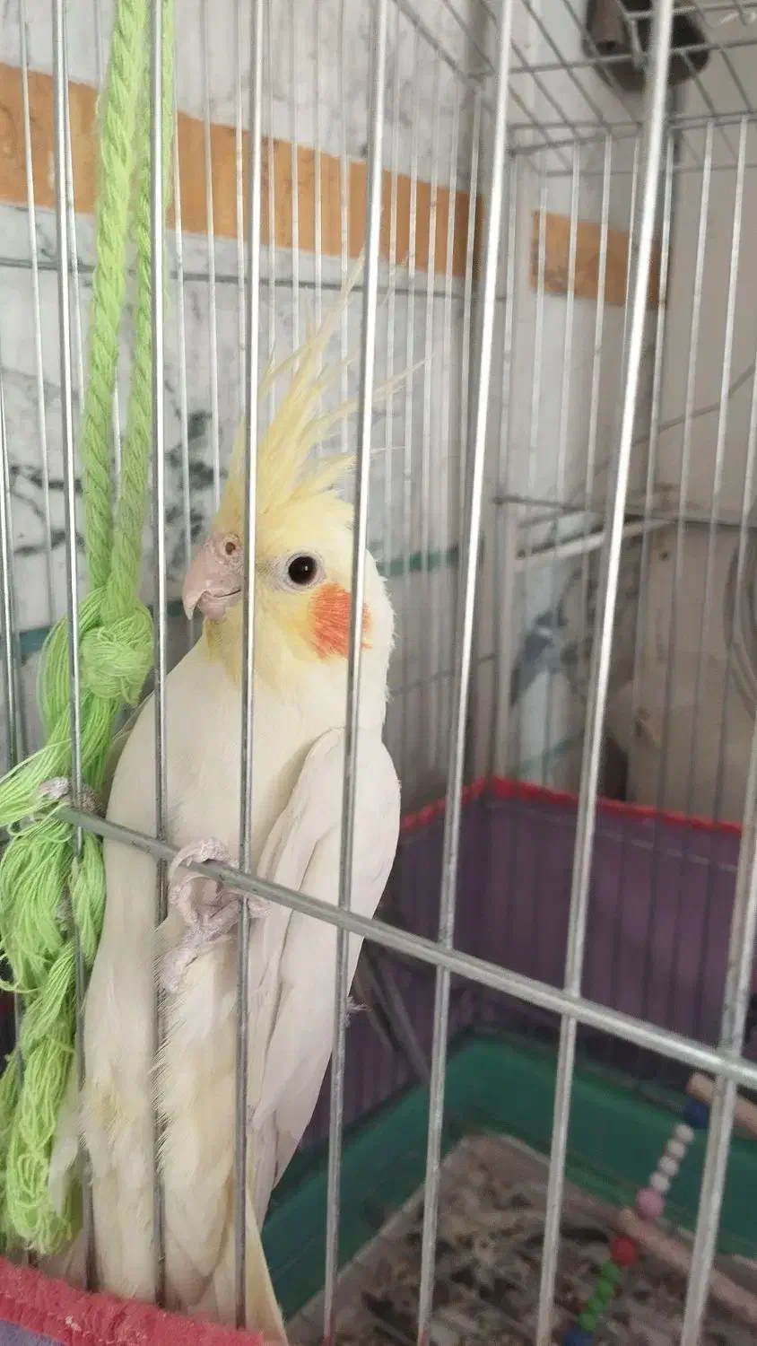 عروس هلندی|پرنده|الیگودرز, |دیوار