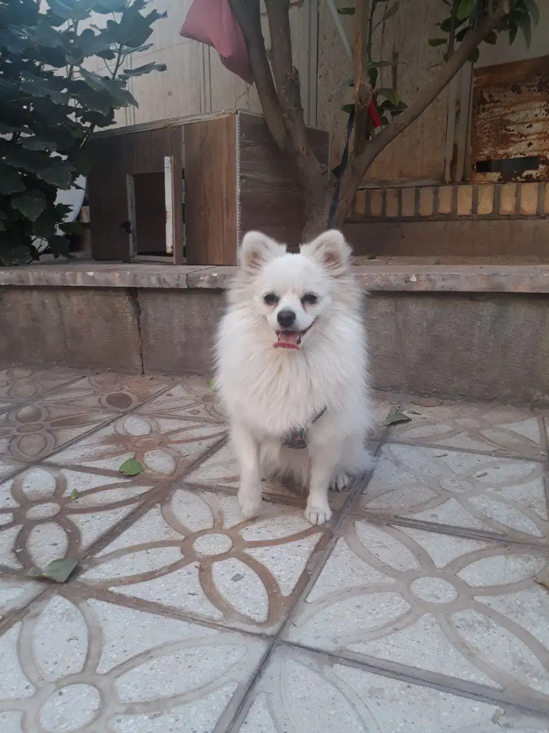 پامرین روباهی|سگ|کاشان, سه راه پرورشگاه|دیوار