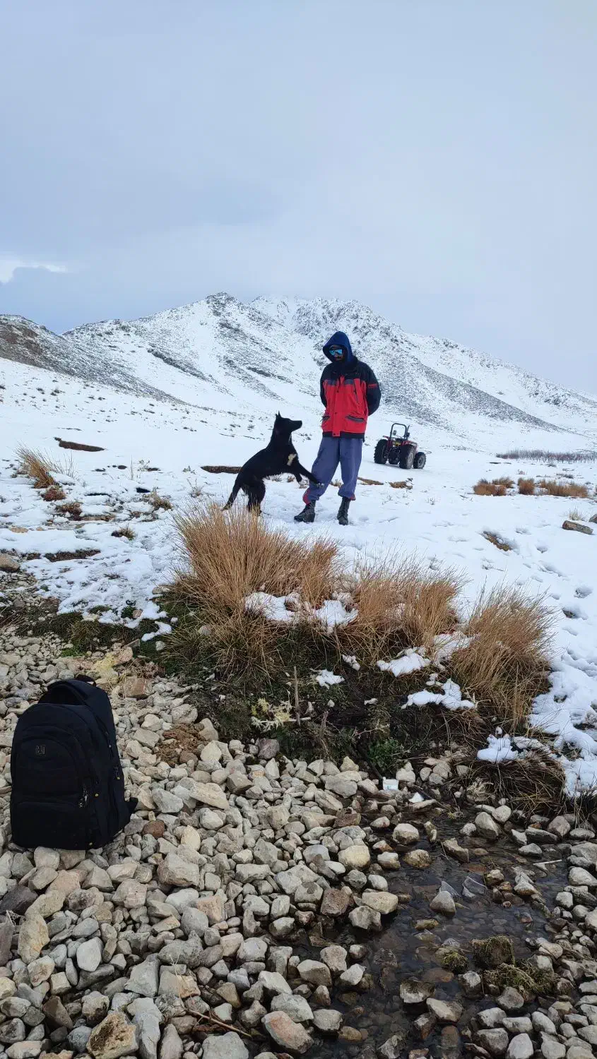 سگ ژرمن بلک|سگ|خاوه, |دیوار