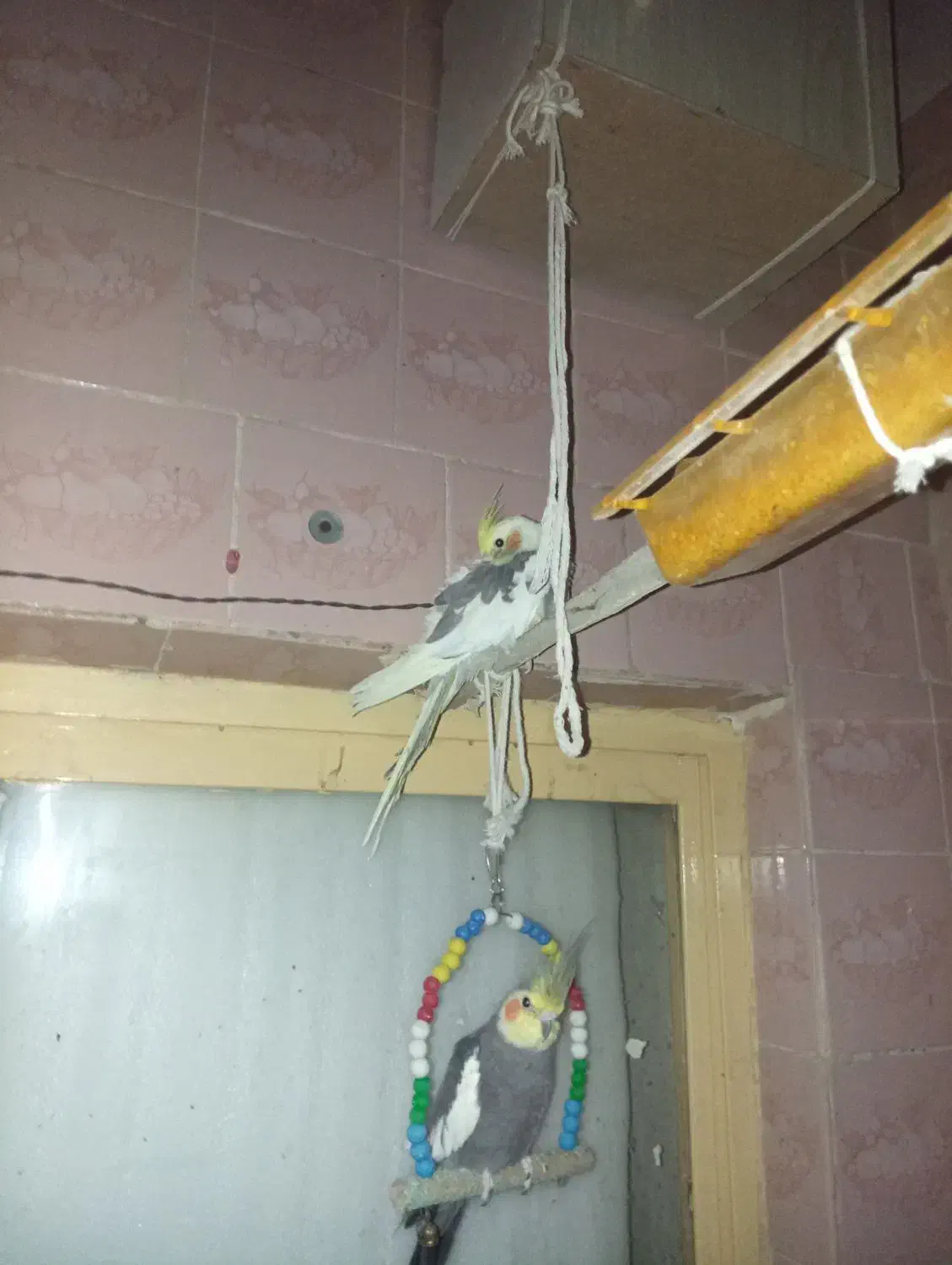 عروس هلندی|پرنده|ایرانشهر, |دیوار