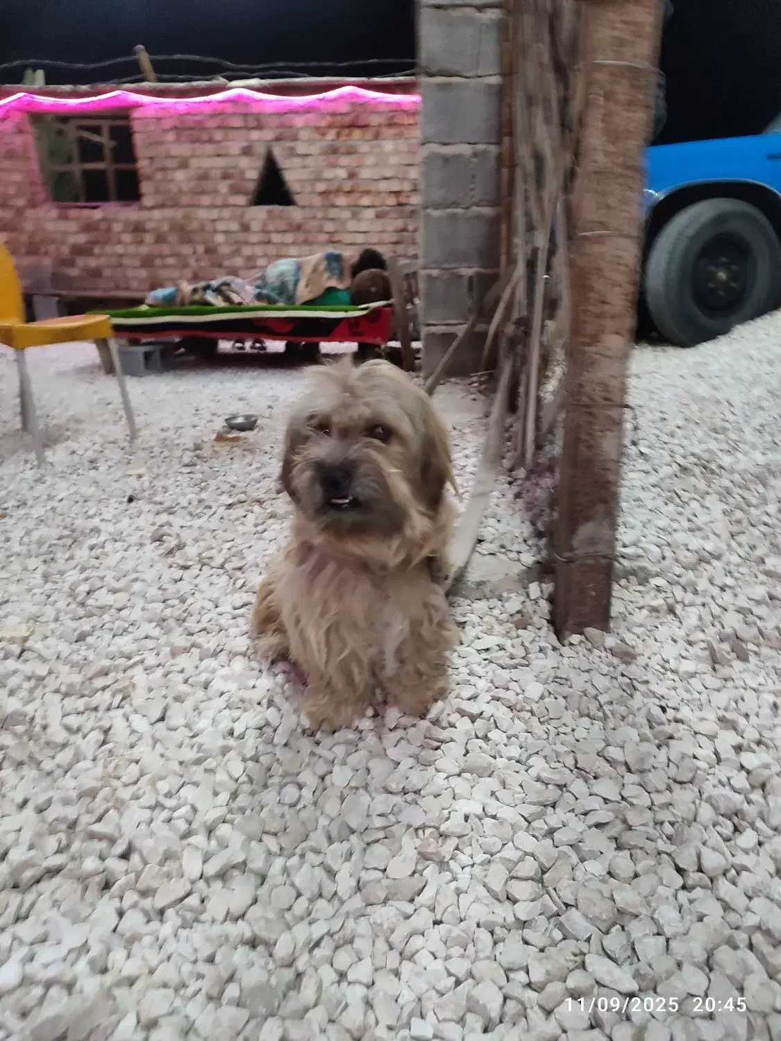 باهوش سگ|سگ|شیراز, لشکری|دیوار