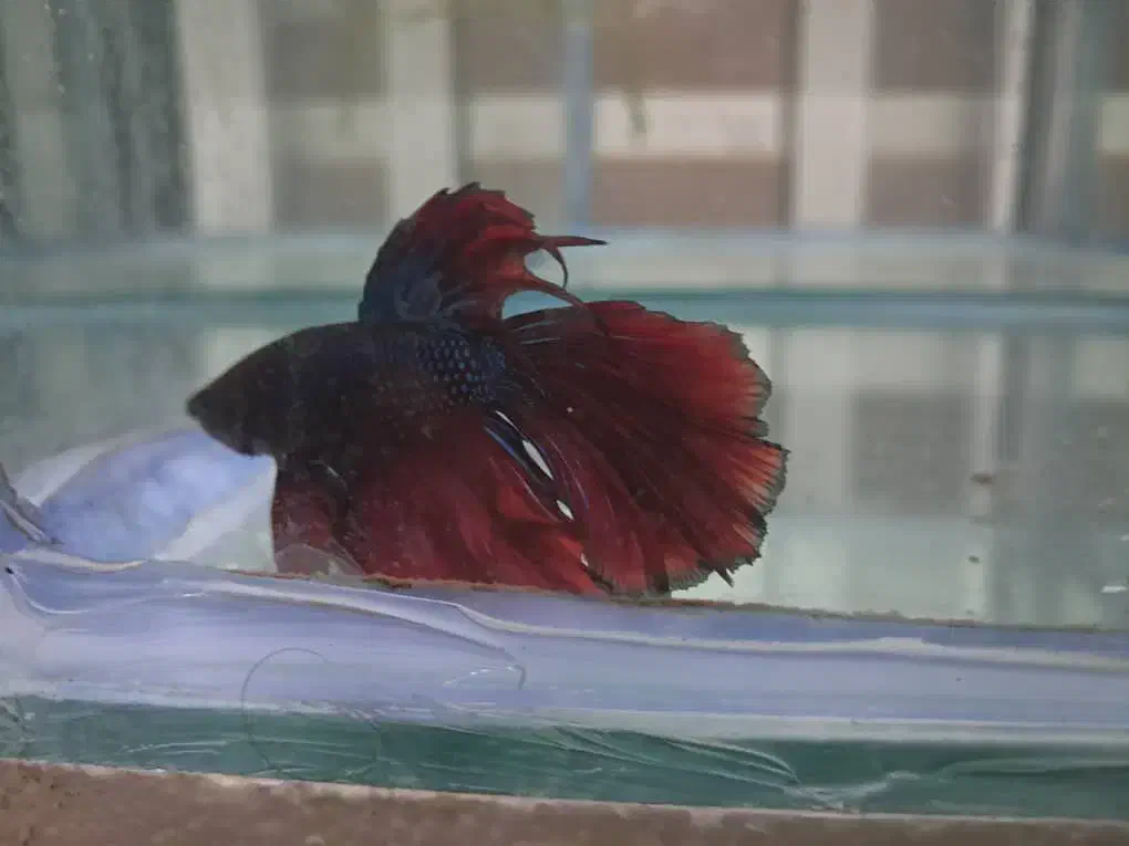 گلوفیش.  گوپی.  انواع ماهیان زینتی|ماهی|شیراز, زند|دیوار