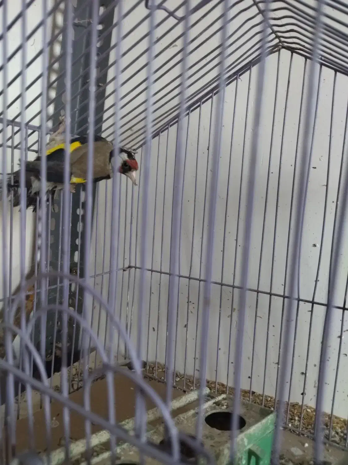 فقط معاوضه با دوبر نر|پرنده|اردبیل, |دیوار