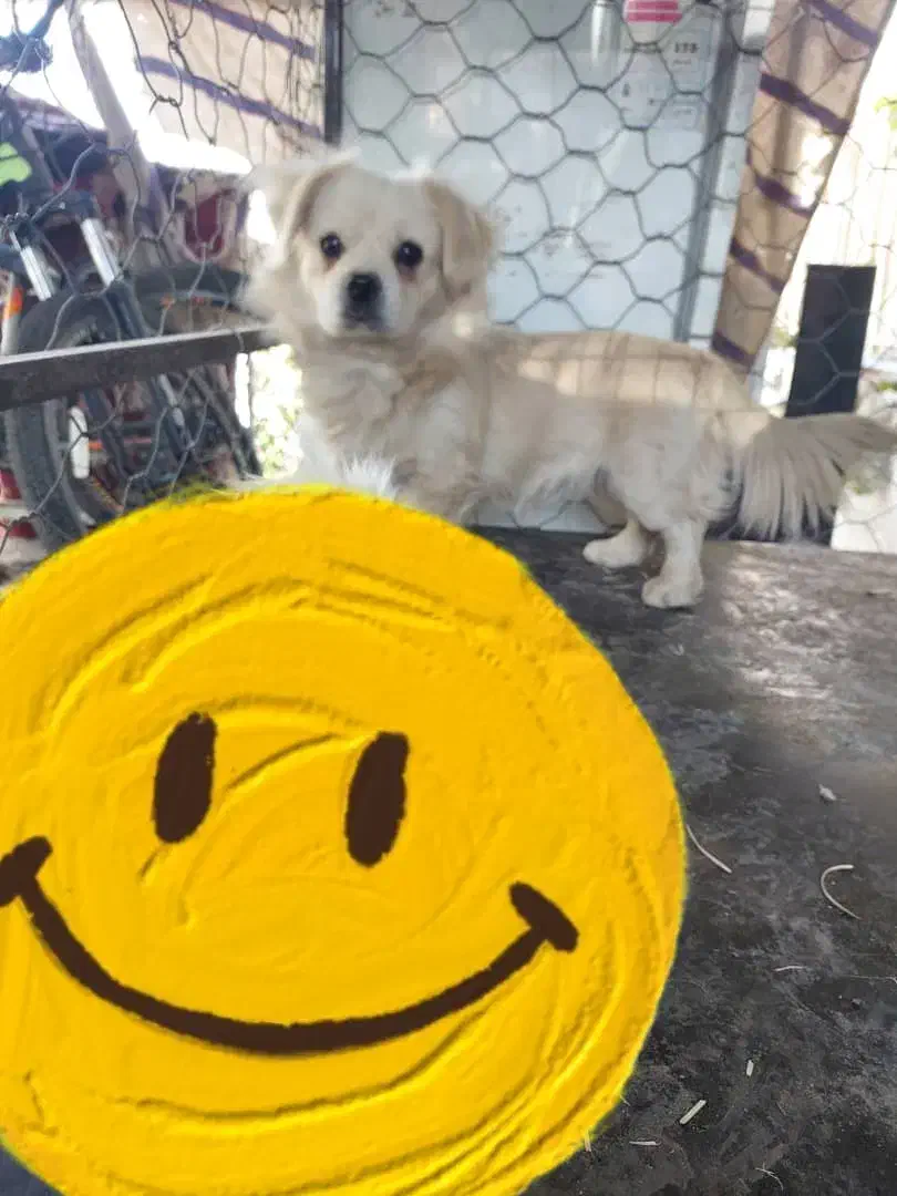 میکس پیکینیز|سگ|شیراز, دوکوهک|دیوار