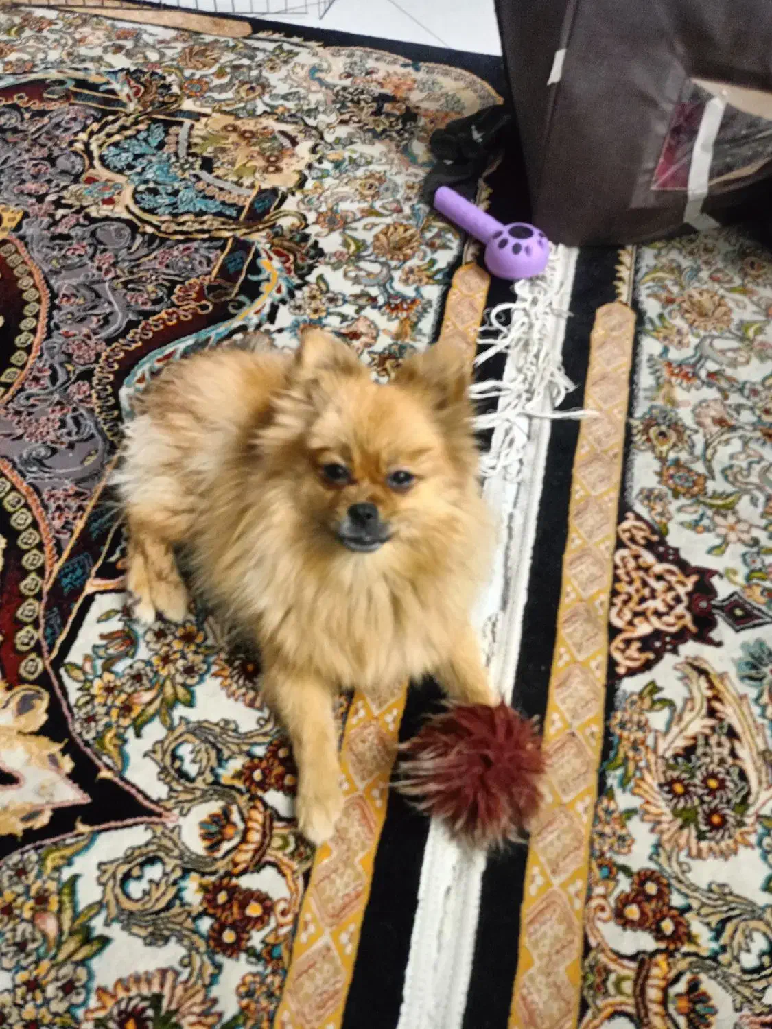 پامرین روباهی|سگ|دماوند, گیلاوند|دیوار