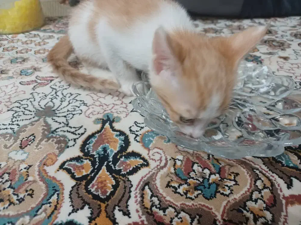 واگذاری سرپرستی گربه|گربه|قم, باجک یک|دیوار