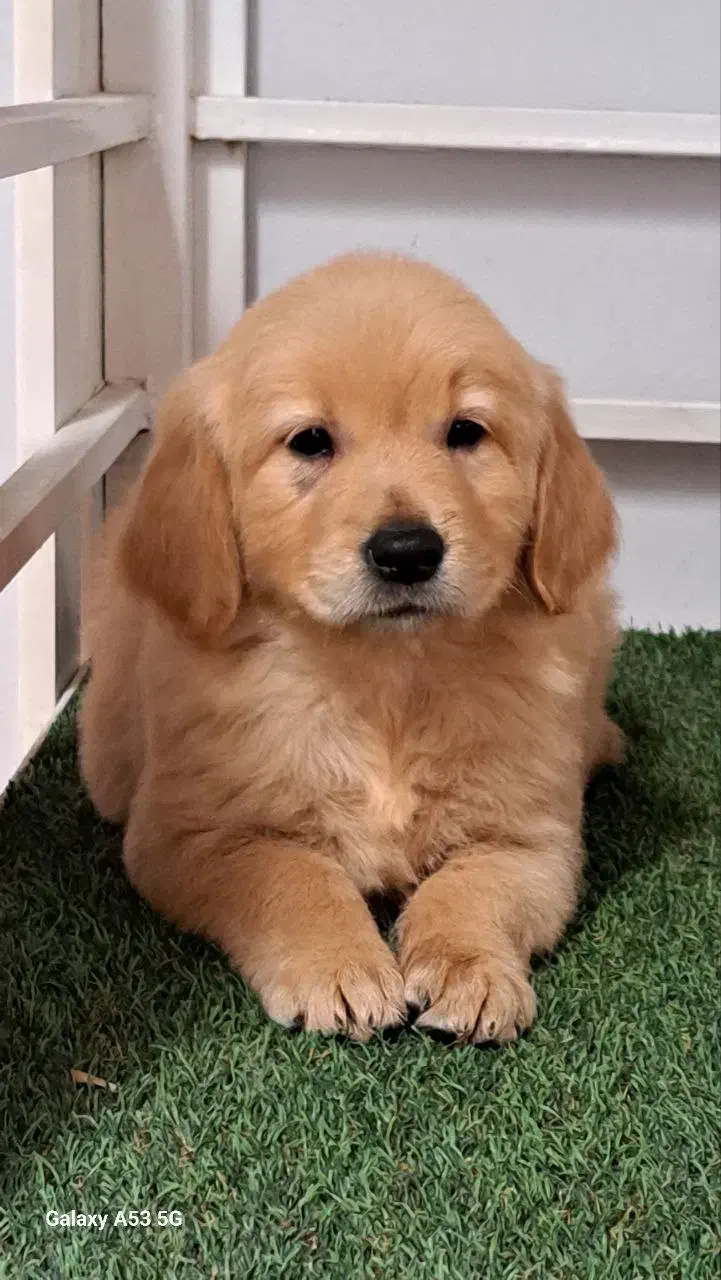 گلدن رتریور|سگ|بومهن, |دیوار