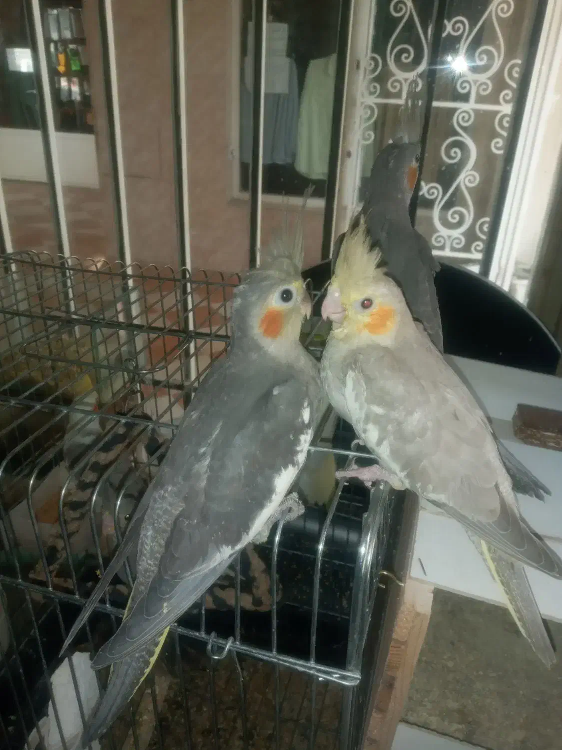 عروس هلندی|پرنده|اندیشه, اندیشه فاز ۵|دیوار