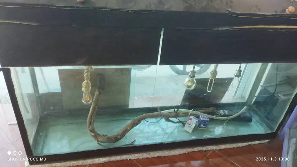 آکواریوم|ماهی|دوگنبدان, |دیوار