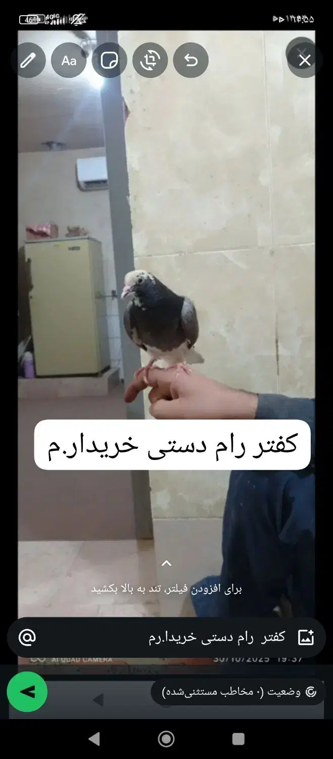 کفتر دستی رام|پرنده|تهران, خلیج فارس|دیوار