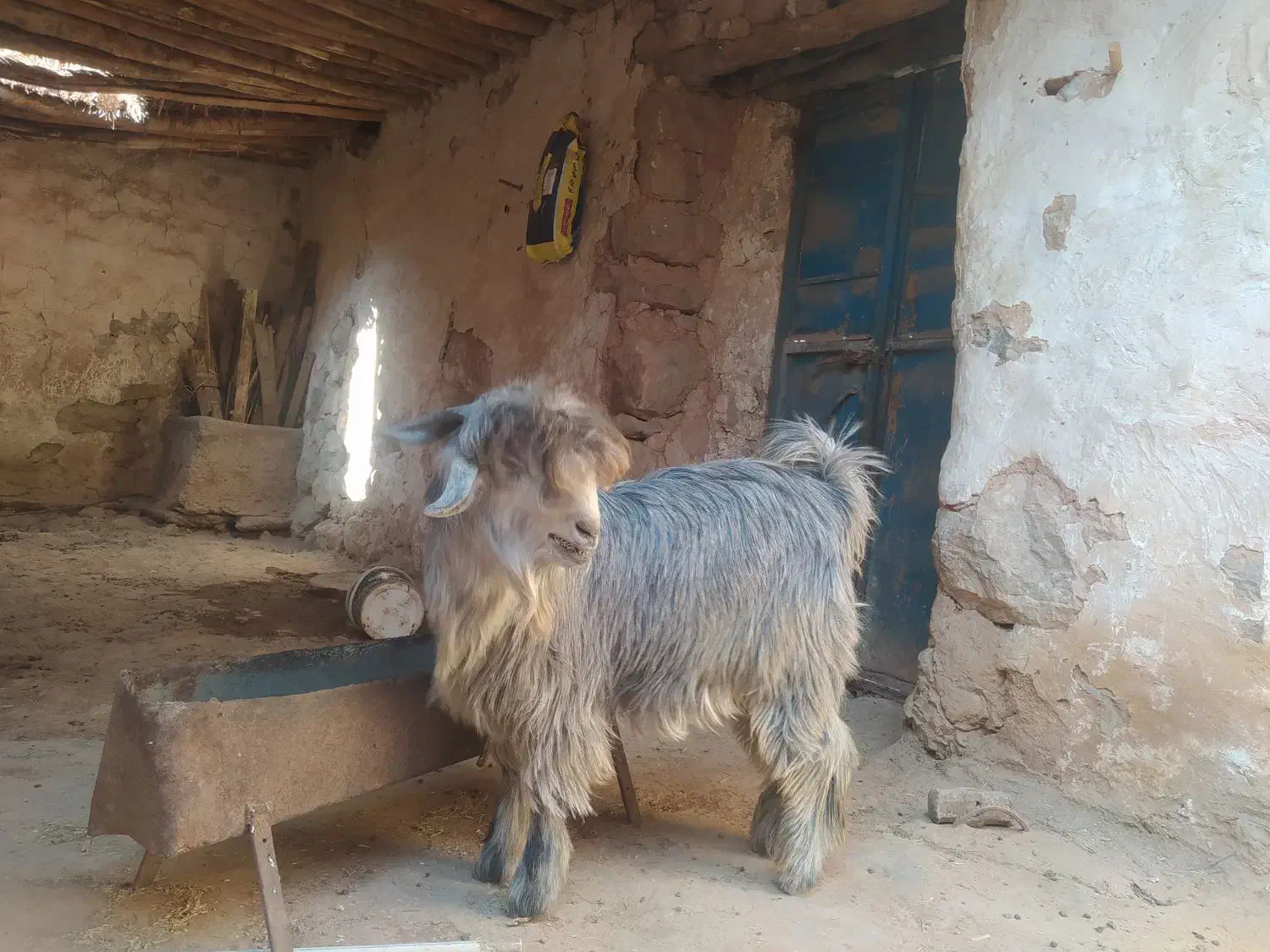 بیگ|حیوانات مزرعه|ایذه, |دیوار