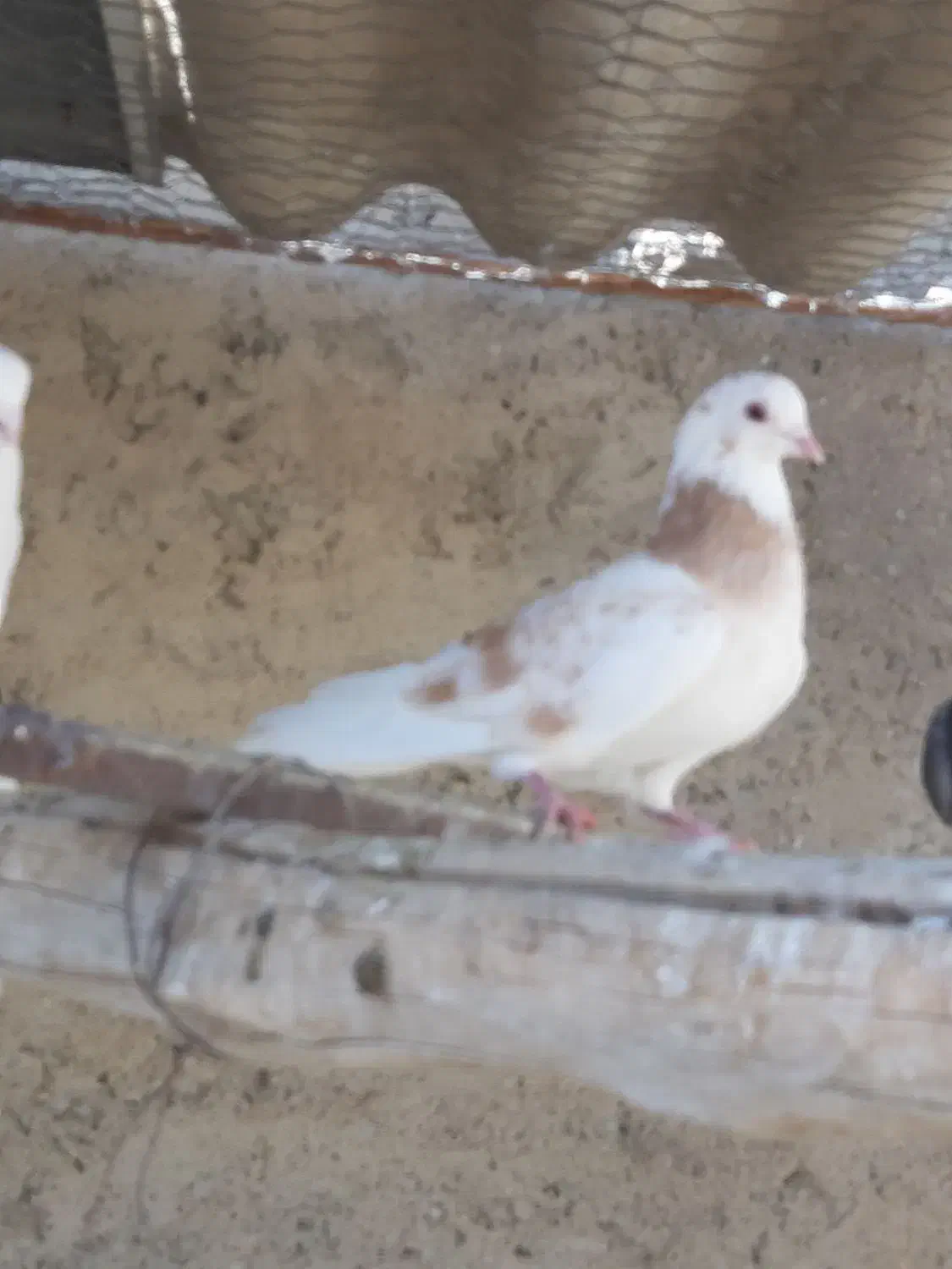 کبوتر  پرشی  و طوطی ملنگو نر وحشی|پرنده|محمدشهر, همایون ویلا|دیوار