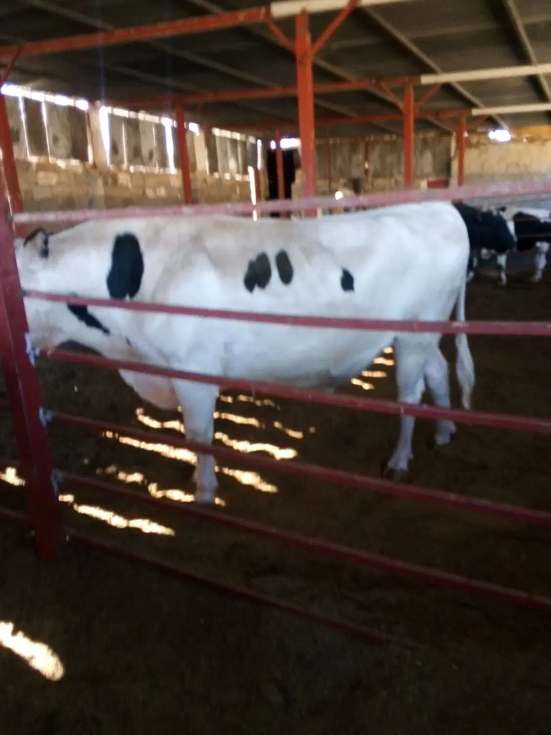 گوساله نر|حیوانات مزرعه|ایوان, |دیوار